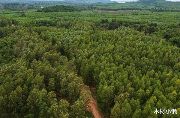 金牛财富 越南木材冲击180亿! 市场萎缩、中资撤离、欧盟成本暴增成最大拦路虎!